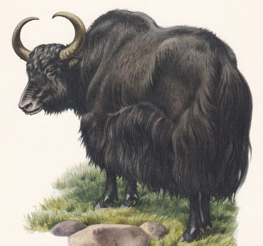 1960 DOMESTIC YAK Print - Vintage Animal Print - Animal Illustration - Animal Wall Art - Vintage Mammal Print - 7.5 x 10.6 In