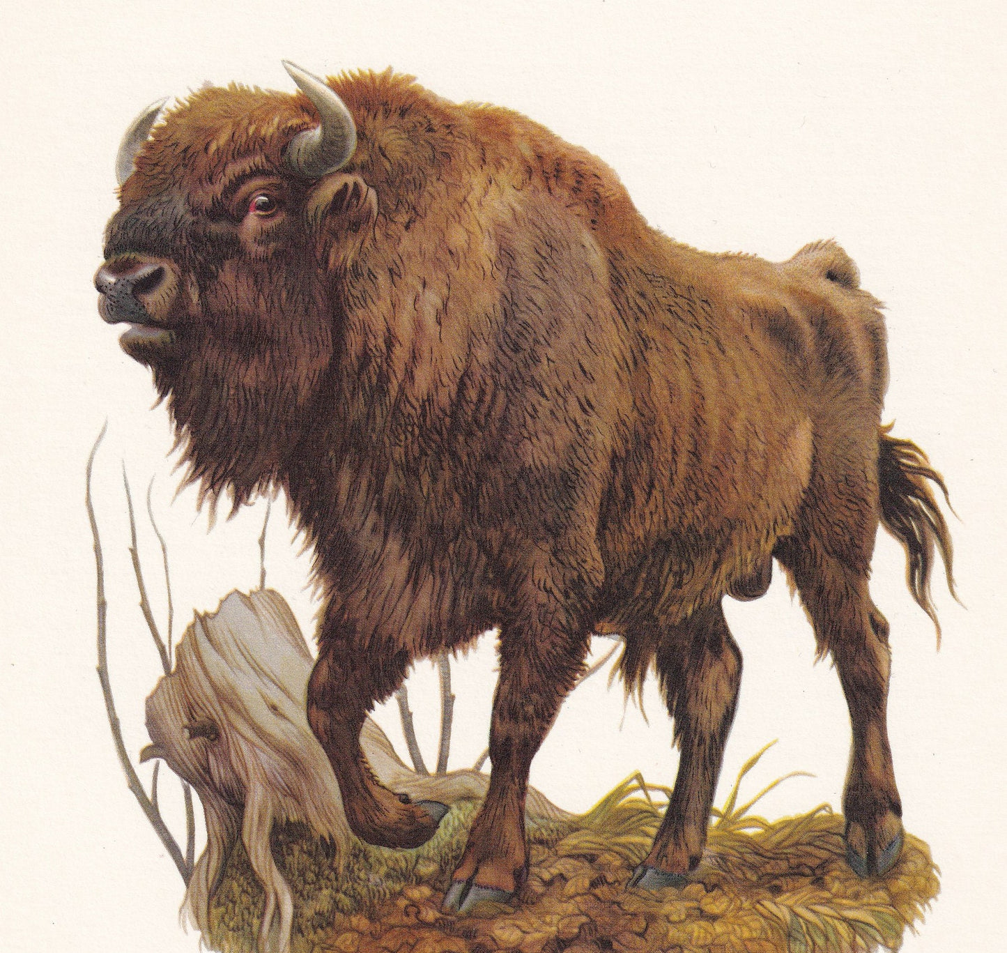 1960 EUROPEAN BISON Print - Vintage Animal Print - Animal Illustration - Animal Wall Art - Vintage Mammal Print - 7.5 x 10.6 