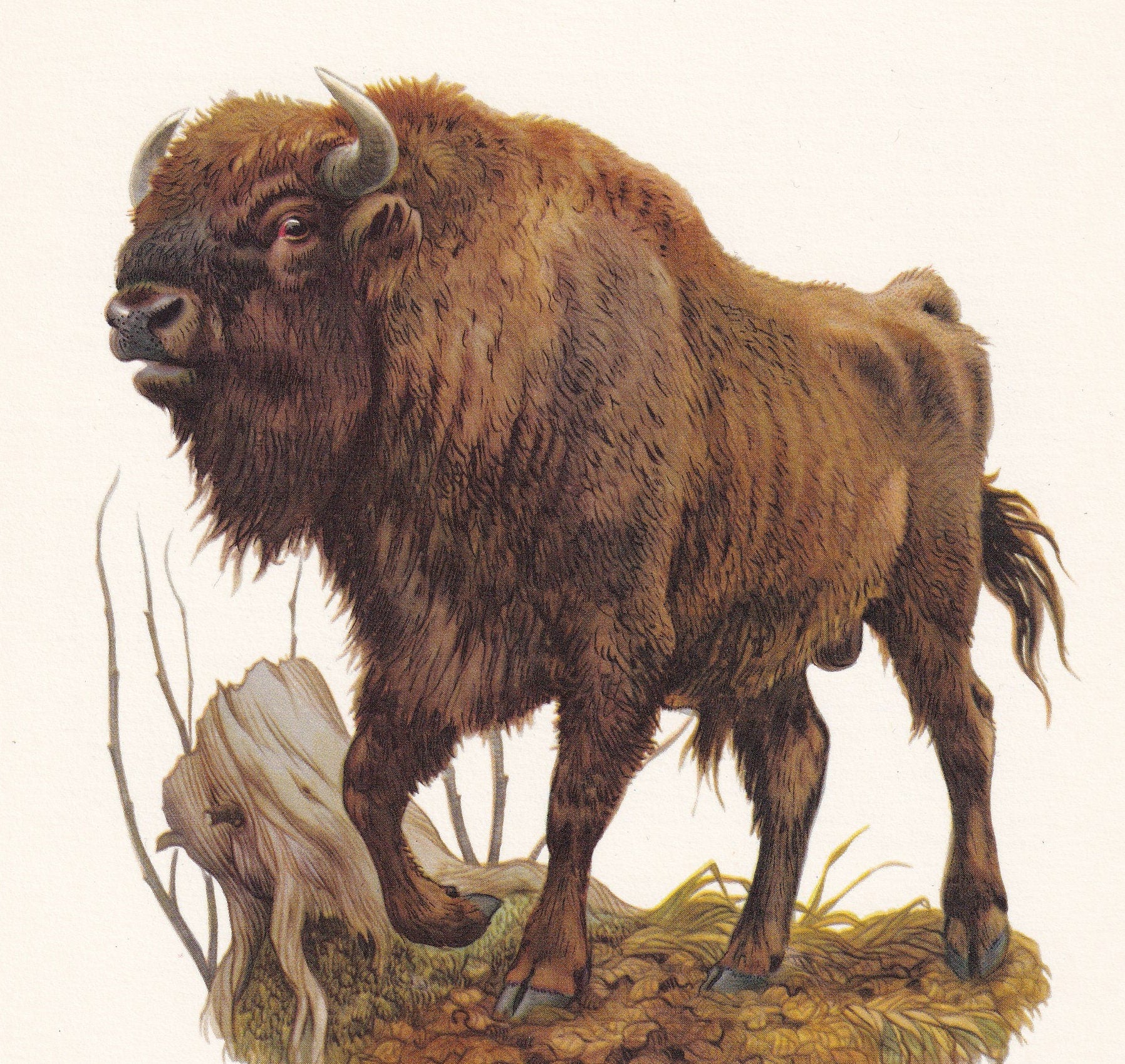 1960 EUROPEAN BISON Print - Vintage Animal Print - Animal Illustration - Animal Wall Art - Vintage Mammal Print - 7.5 x 10.6 