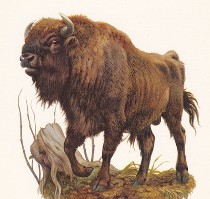 1960 EUROPEAN BISON Print - Vintage Animal Print - Animal Illustration - Animal Wall Art - Vintage Mammal Print - 7.5 x 10.6 