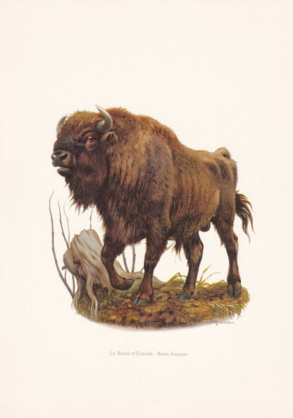 1960 EUROPEAN BISON Print - Vintage Animal Print - Animal Illustration - Animal Wall Art - Vintage Mammal Print - 7.5 x 10.6 