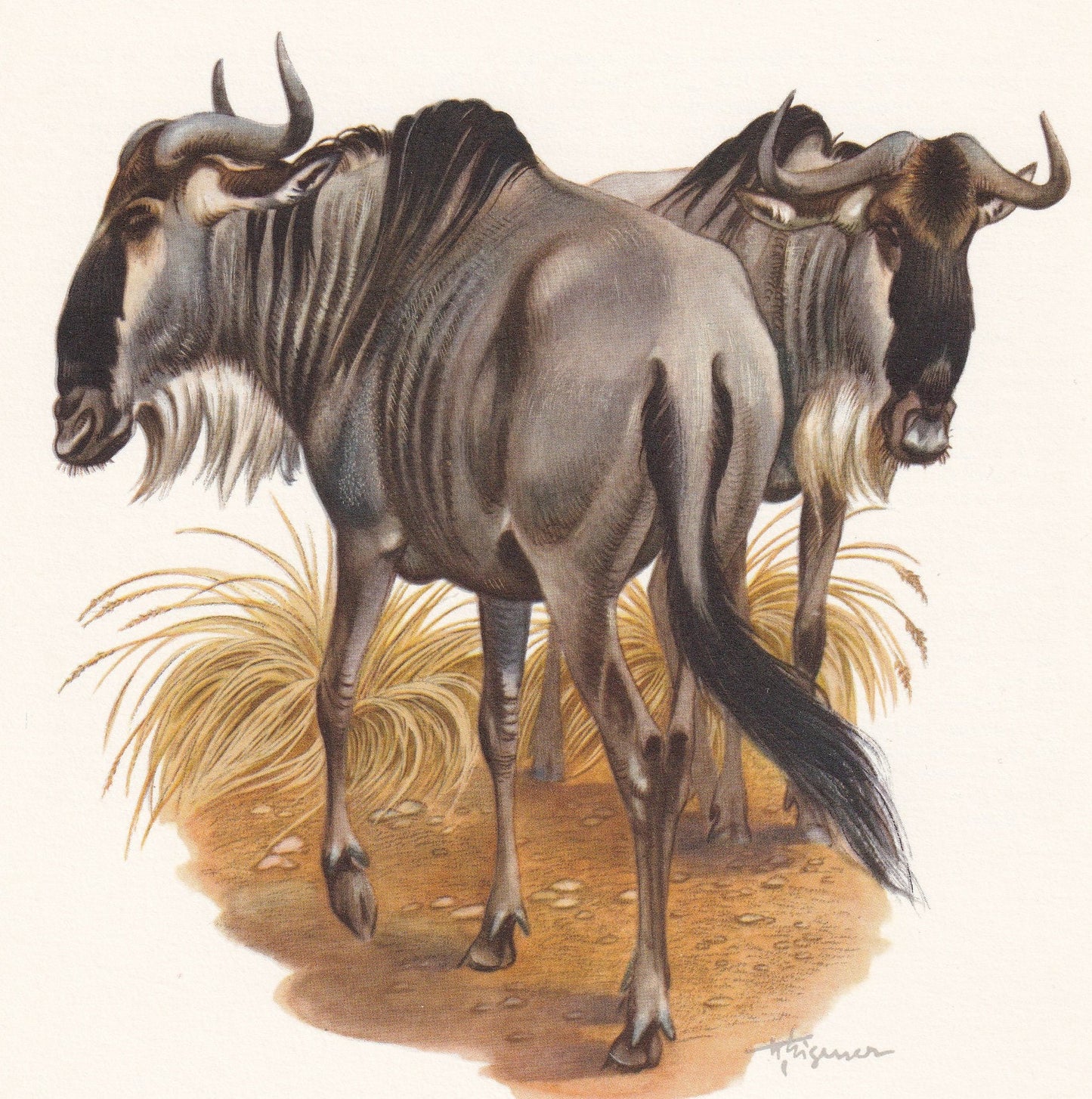1960 WILDEBEEST Print - Vintage Animal Print - Animal Illustration - Animal Wall Art - Vintage Mammal Print - 7.5 x 10.6 Inch