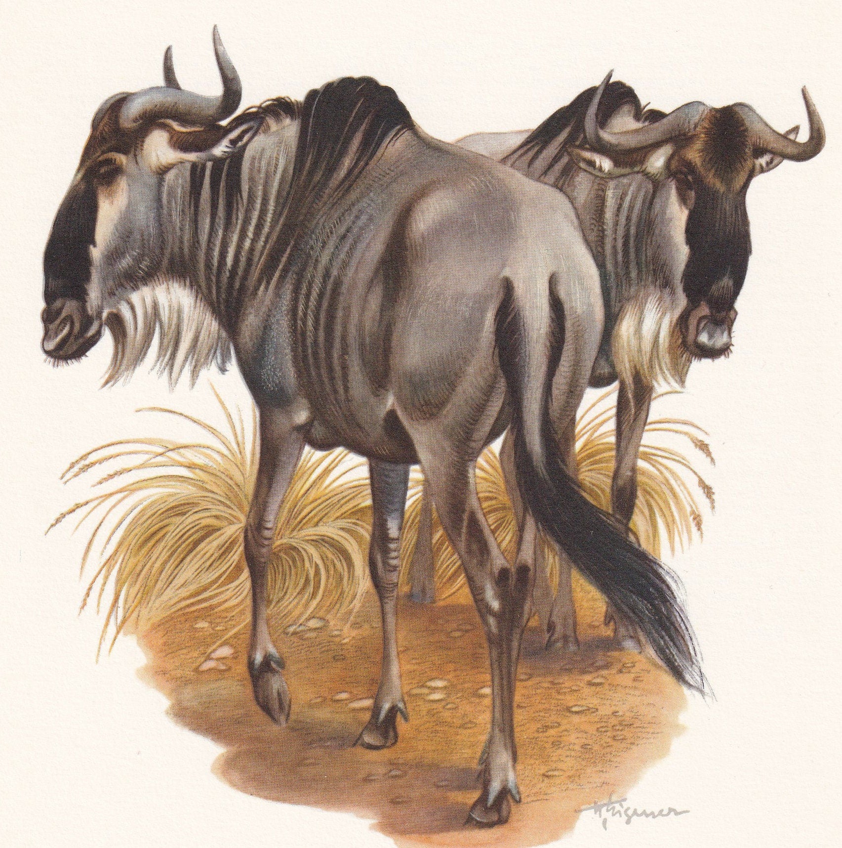 1960 WILDEBEEST Print - Vintage Animal Print - Animal Illustration - Animal Wall Art - Vintage Mammal Print - 7.5 x 10.6 Inch