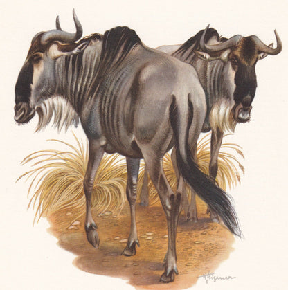 1960 WILDEBEEST Print - Vintage Animal Print - Animal Illustration - Animal Wall Art - Vintage Mammal Print - 7.5 x 10.6 Inch
