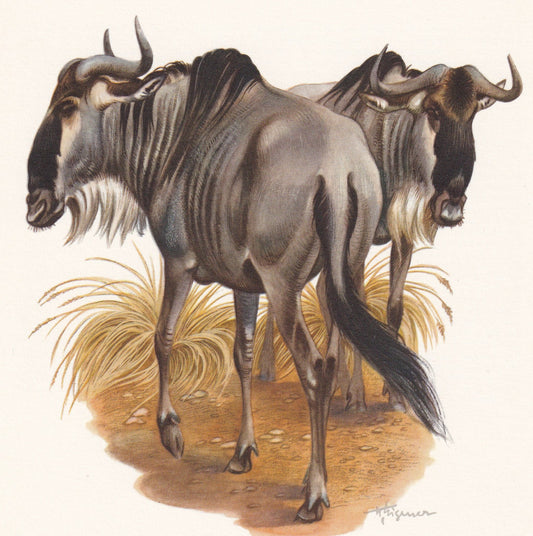 1960 WILDEBEEST Print - Vintage Animal Print - Animal Illustration - Animal Wall Art - Vintage Mammal Print - 7.5 x 10.6 Inch