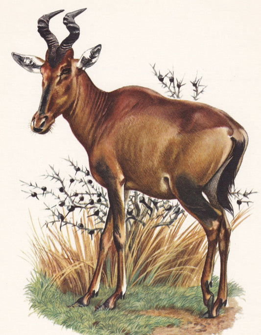 1960 RED HARTEBEEST Print - Vintage Animal Print - Animal Illustration - Animal Wall Art - Vintage Mammal Print - 7.5 x 10.6 