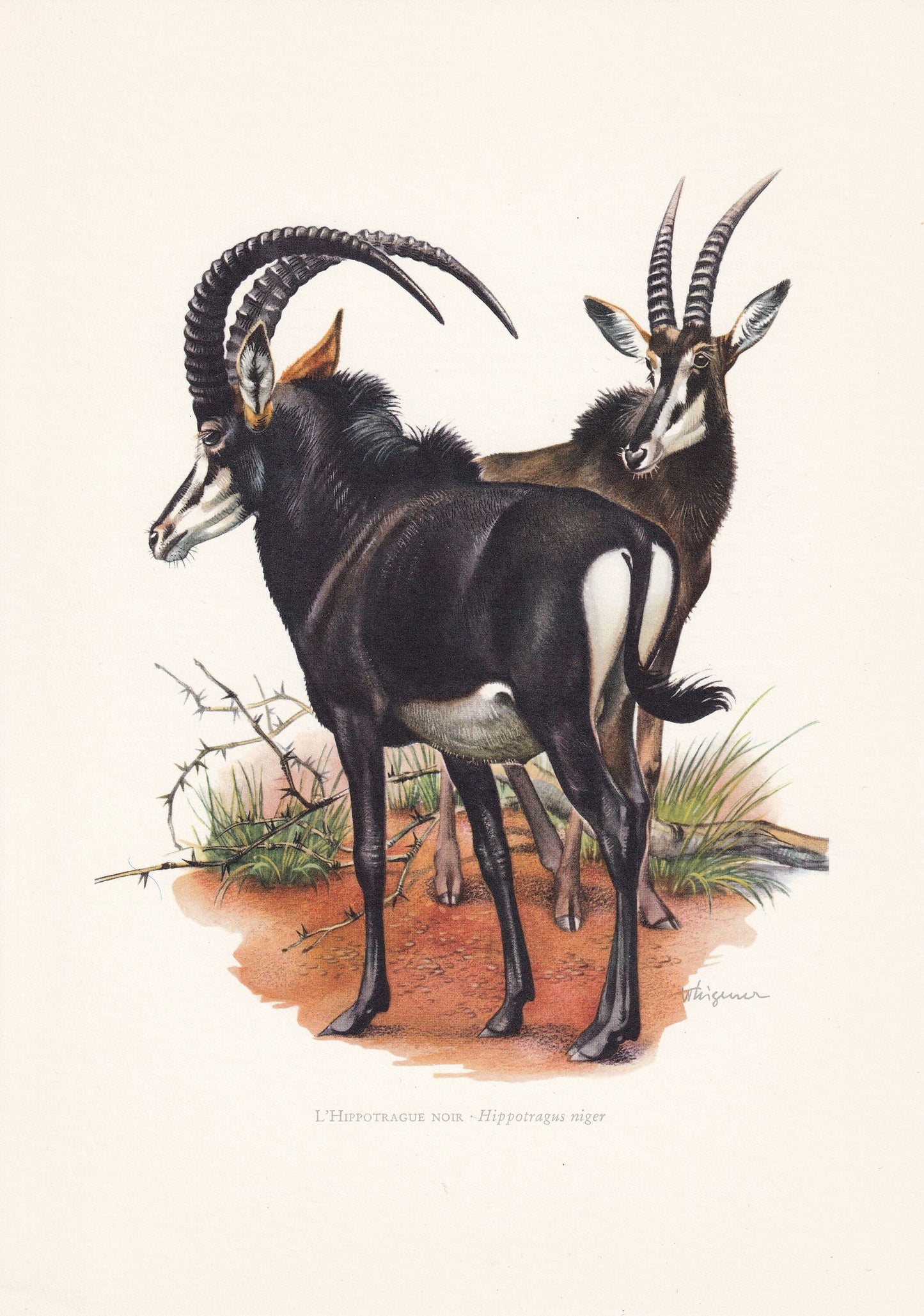 1960 SABLE ANTELOPE Print - Vintage Animal Print - Animal Illustration - Animal Wall Art - Vintage Mammal Print - 7.5 x 10.6 
