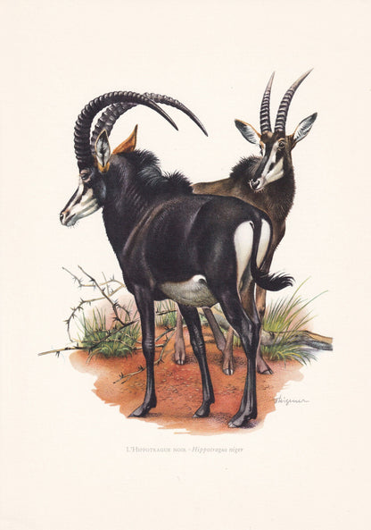 1960 SABLE ANTELOPE Print - Vintage Animal Print - Animal Illustration - Animal Wall Art - Vintage Mammal Print - 7.5 x 10.6 