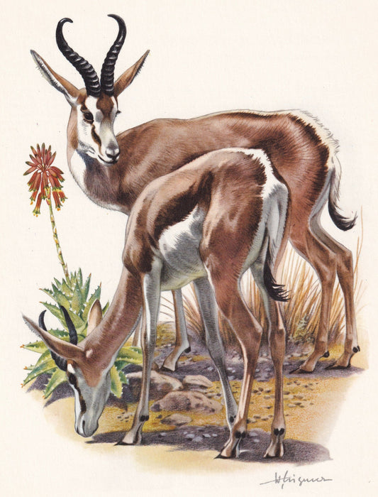 1960 SPRINGBOK Print - Vintage Animal Print - Animal Illustration - Animal Wall Art - Vintage Mammal Print - 7.5 x 10.6 Inche