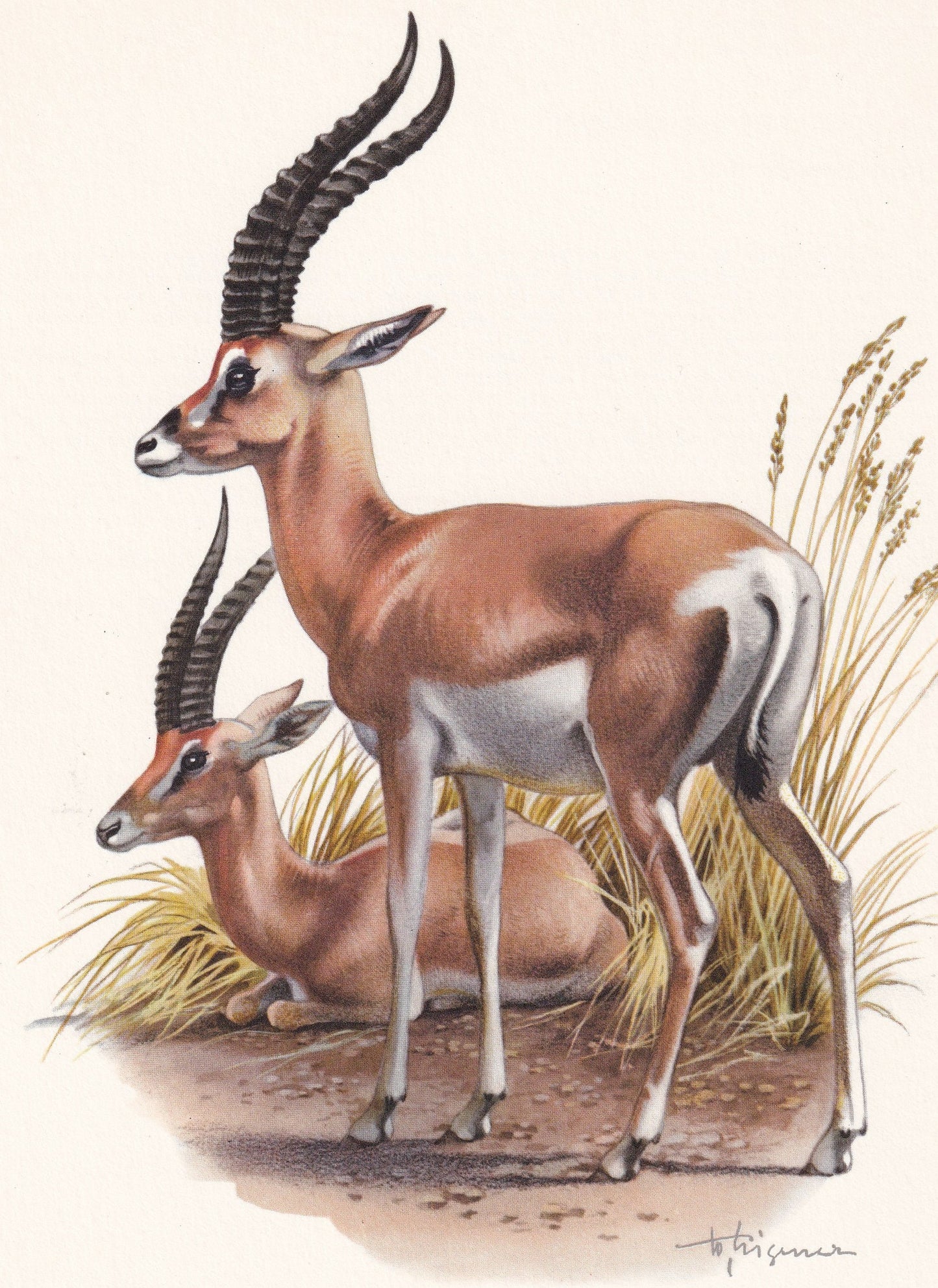 1960 GRANT'S GAZELLE Print - Vintage Animal Print - Animal Illustration - Animal Wall Art - Vintage Mammal Print - 7.5 x 10.6