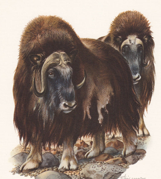 1960 MUSKOX Print - Vintage Animal Print - Animal Illustration - Animal Wall Art - Vintage Mammal Print - 7.5 x 10.6 Inches