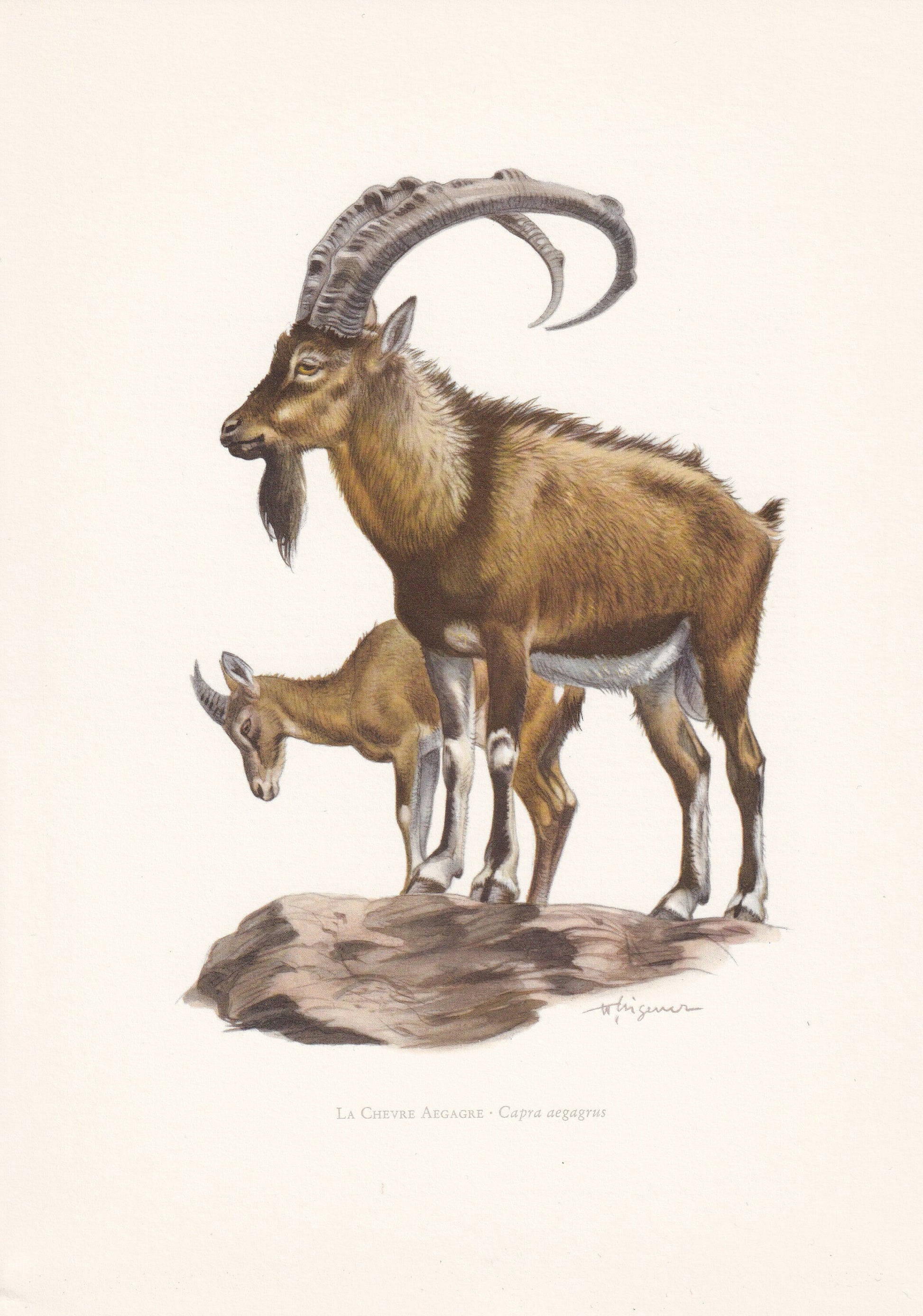 1960 WILD GOAT Print - Vintage Animal Print - Animal Illustration - Animal Wall Art - Vintage Mammal Print - 7.5 x 10.6 Inche