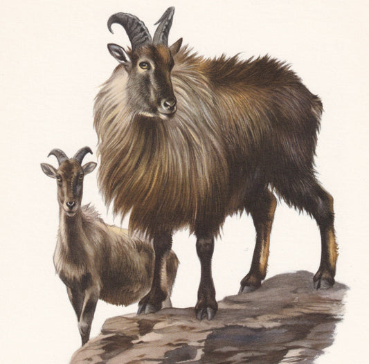 1960 HIMALAYAN TAHR Print - Vintage Animal Print - Animal Illustration - Animal Wall Art - Vintage Mammal Print - 7.5 x 10.6 