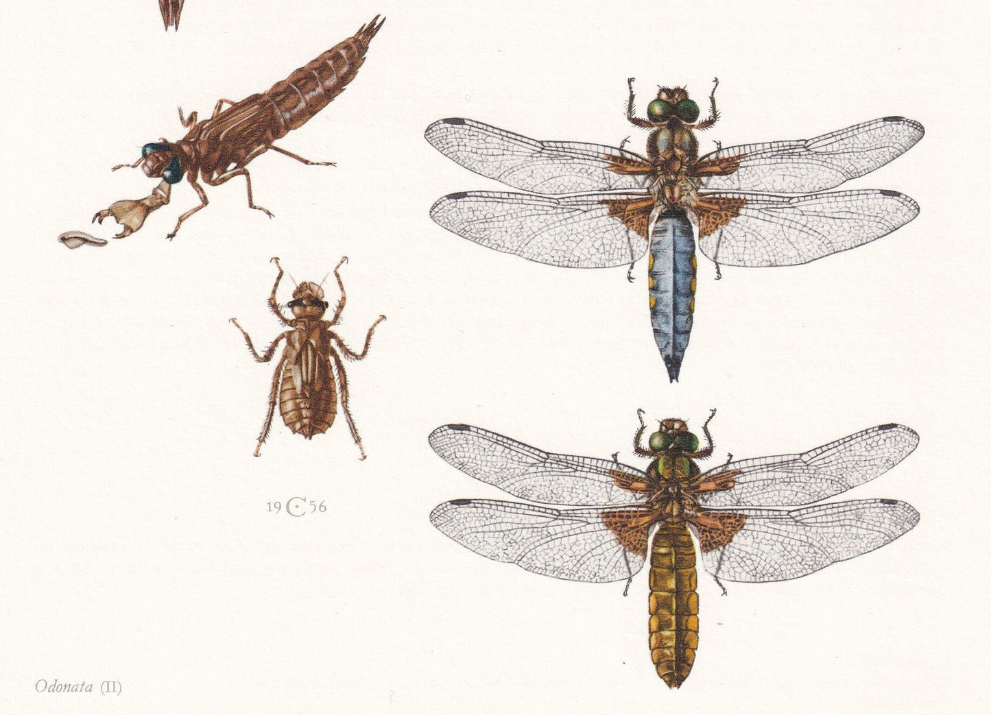 1960 DRAGONFLY Print - Vintage Insect Print - Bugs Illustration - Brown Hawker, Broad-Bodied Chaser - Vintage Entomology Prin