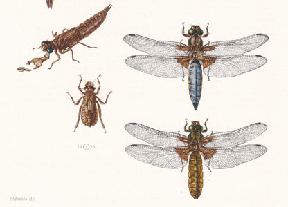 1960 DRAGONFLY Print - Vintage Insect Print - Bugs Illustration - Brown Hawker, Broad-Bodied Chaser - Vintage Entomology Prin