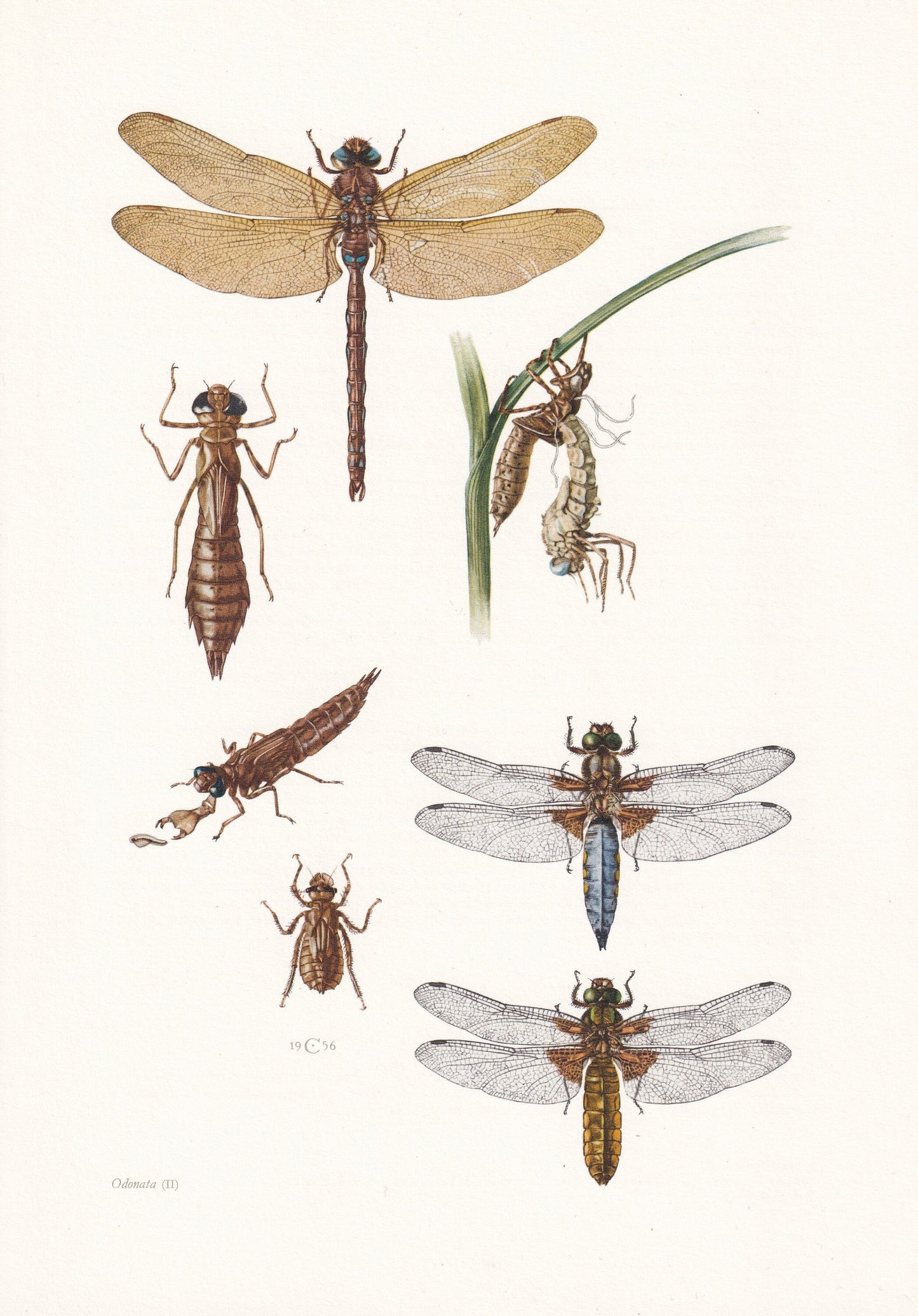 1960 DRAGONFLY Print - Vintage Insect Print - Bugs Illustration - Brown Hawker, Broad-Bodied Chaser - Vintage Entomology Prin