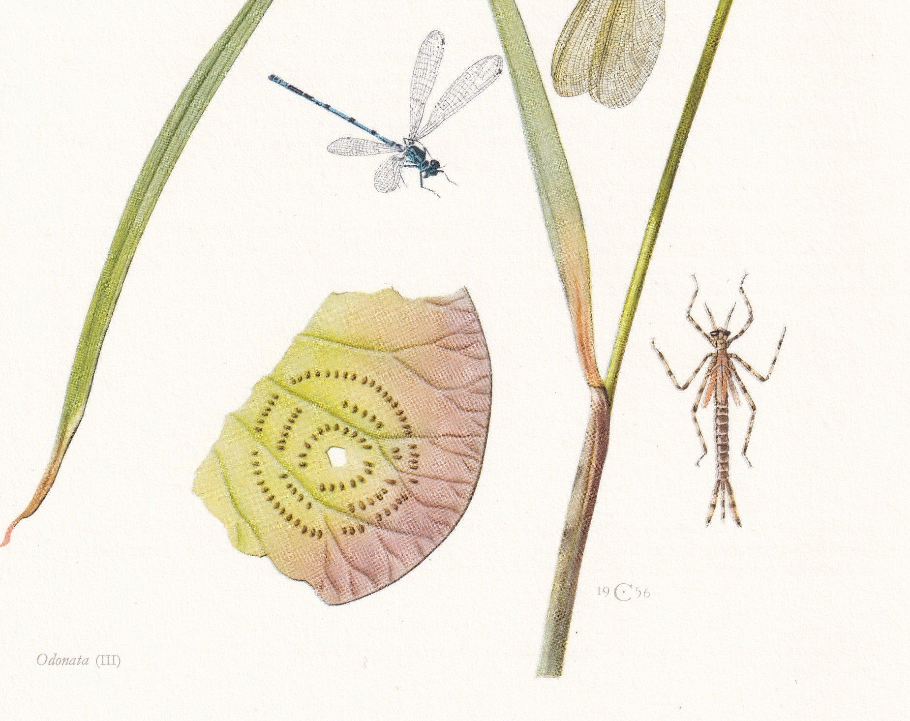 1960 DRAGONFLY & DEMOISELLE Print - Vintage Insect Print - Bugs Illustration - Insect Wall Art - Vintage Entomology Print - 6