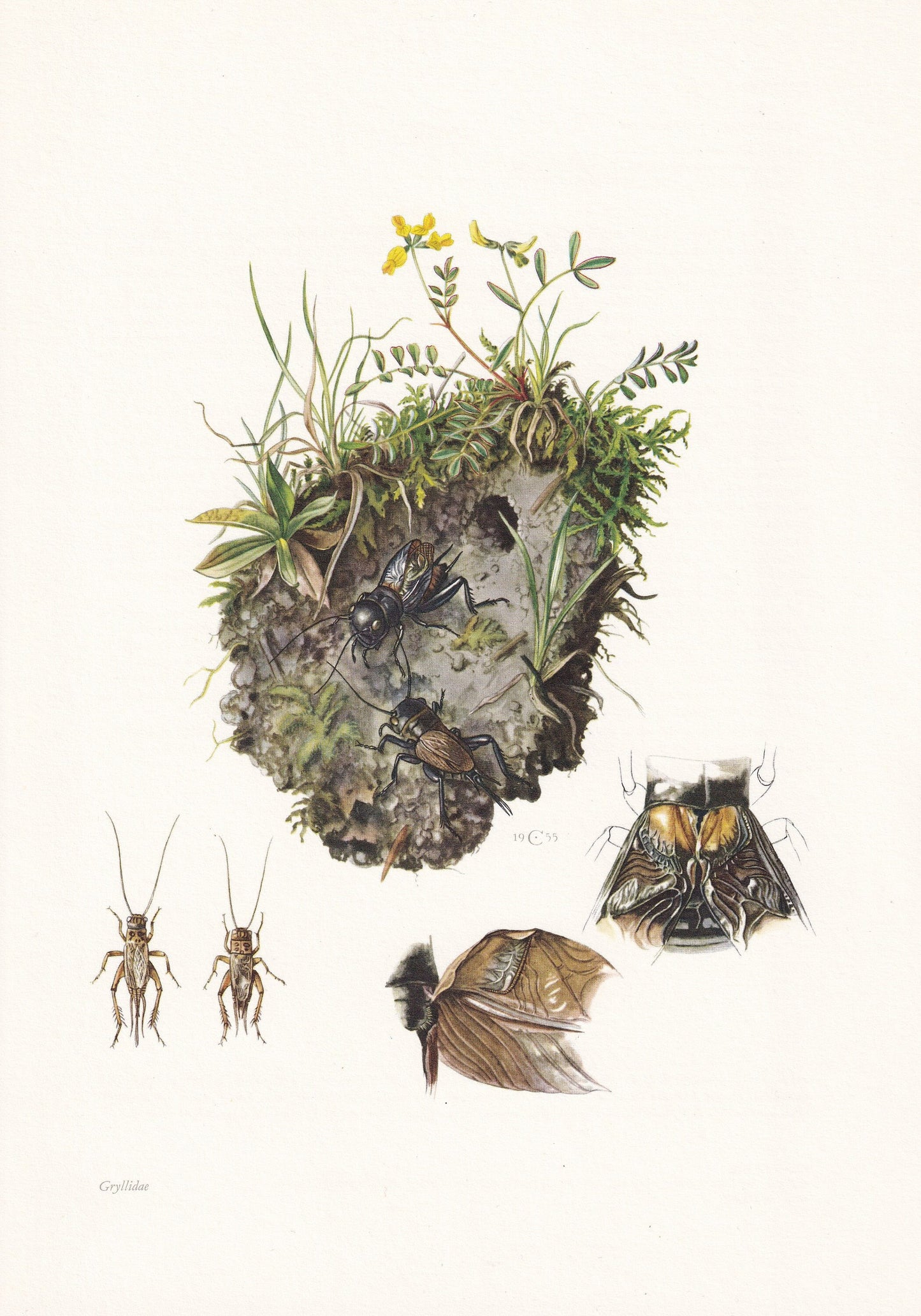 1960 CRICKETS Print - Vintage Insect Print - Bugs Illustration - Insect Wall Art - Vintage Entomology Print - 7.5 x 10.6 Inch