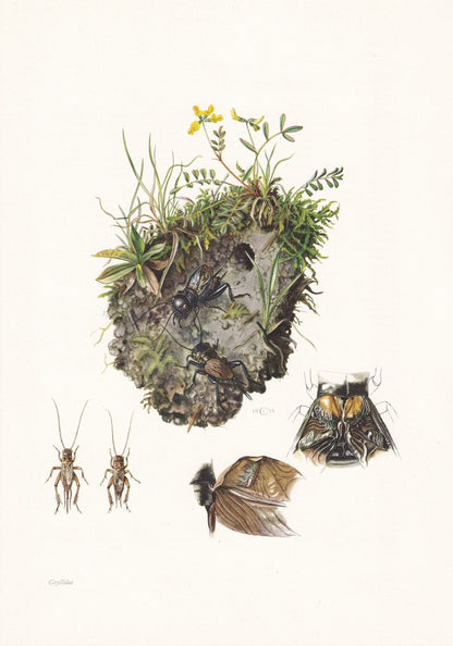 1960 CRICKETS Print - Vintage Insect Print - Bugs Illustration - Insect Wall Art - Vintage Entomology Print - 7.5 x 10.6 Inch