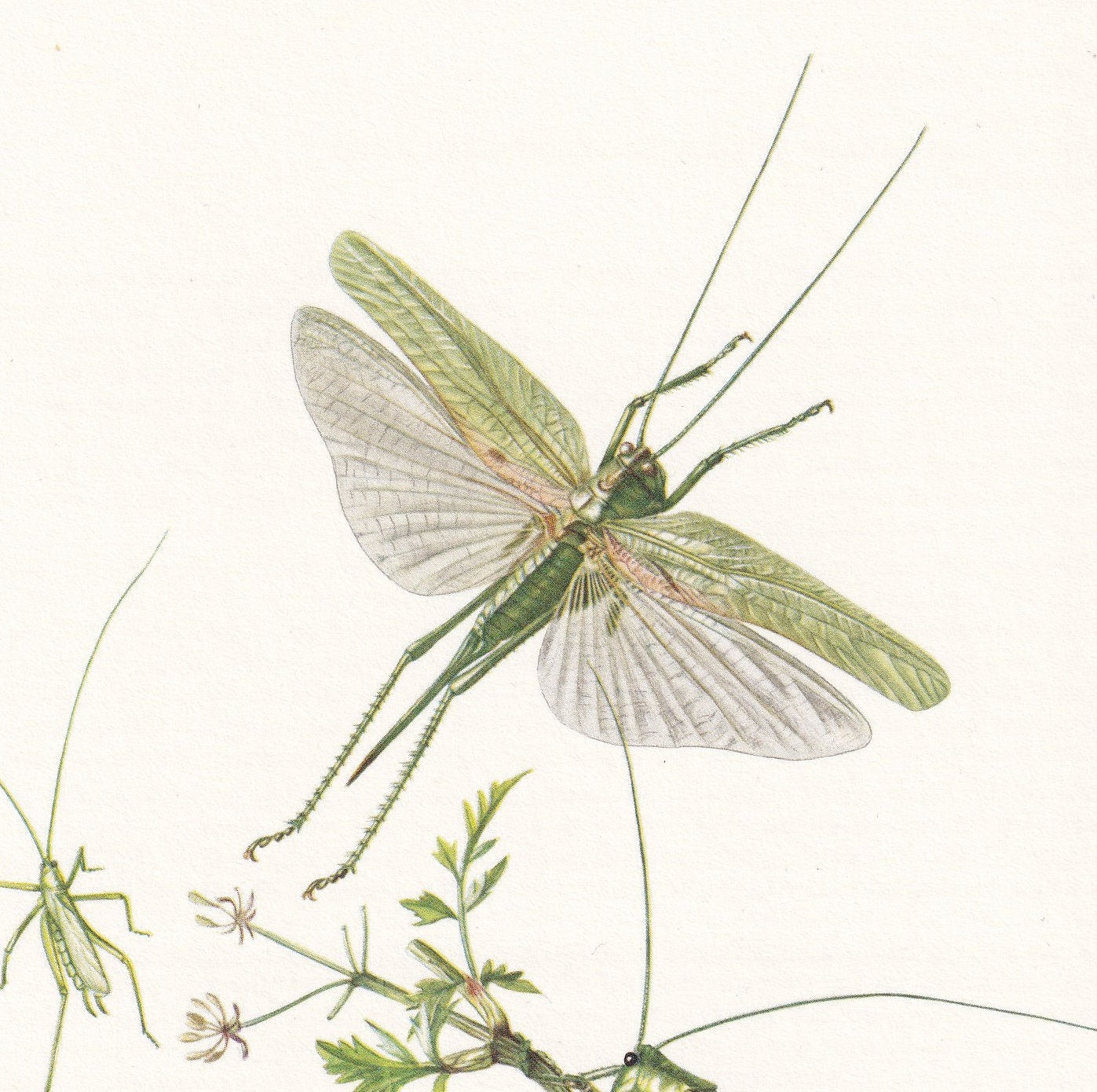 1960 BUSH CRICKET Print - Vintage Insect Print - Bugs Illustration - Insect Wall Art - Vintage Entomology Print - 7.5 x 10.6 