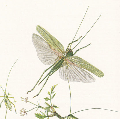 1960 BUSH CRICKET Print - Vintage Insect Print - Bugs Illustration - Insect Wall Art - Vintage Entomology Print - 7.5 x 10.6 