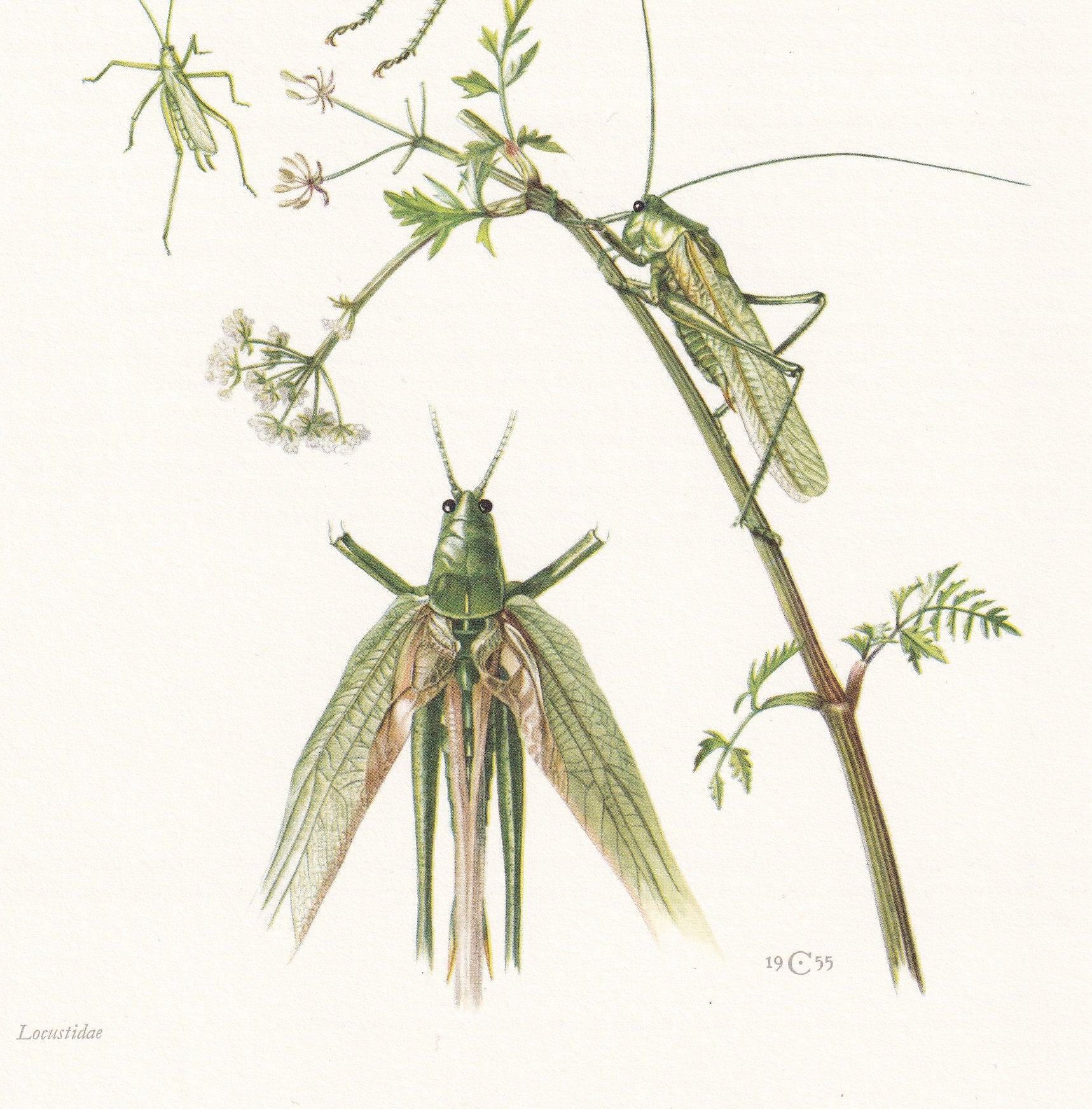 1960 BUSH CRICKET Print - Vintage Insect Print - Bugs Illustration - Insect Wall Art - Vintage Entomology Print - 7.5 x 10.6 