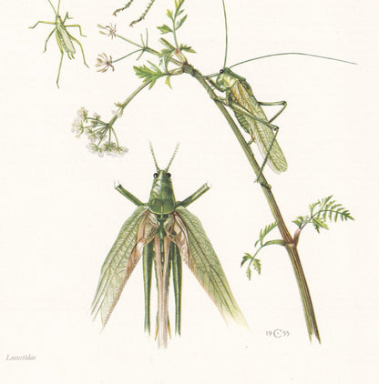 1960 BUSH CRICKET Print - Vintage Insect Print - Bugs Illustration - Insect Wall Art - Vintage Entomology Print - 7.5 x 10.6 