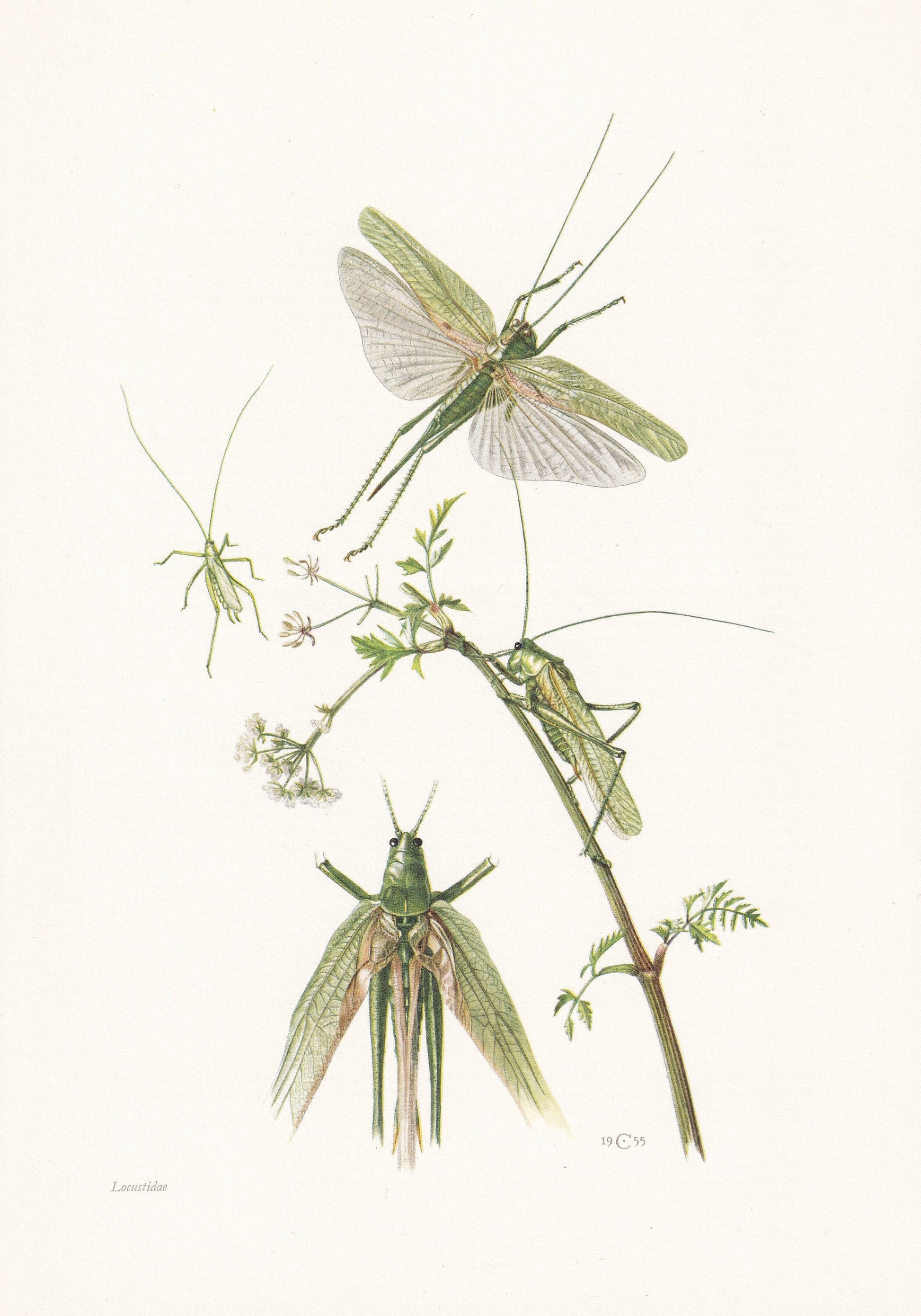 1960 BUSH CRICKET Print - Vintage Insect Print - Bugs Illustration - Insect Wall Art - Vintage Entomology Print - 7.5 x 10.6 