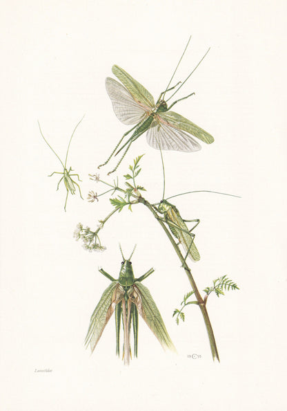 1960 BUSH CRICKET Print - Vintage Insect Print - Bugs Illustration - Insect Wall Art - Vintage Entomology Print - 7.5 x 10.6 