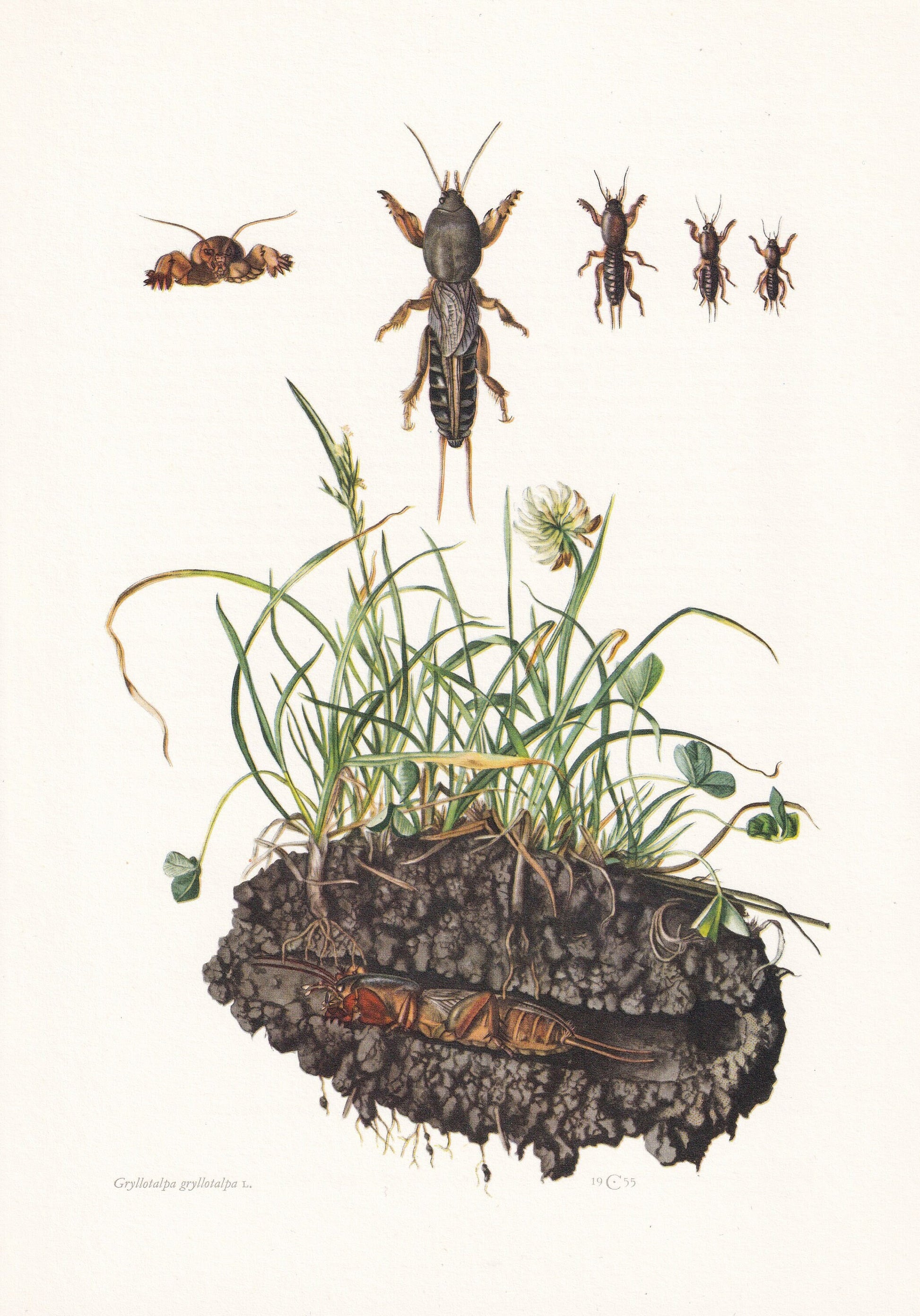 1960 MOLE CRICKET Print - Vintage Insect Print - Bugs Illustration - Insect Wall Art - Vintage Entomology Print - 7.5 x 10.6 