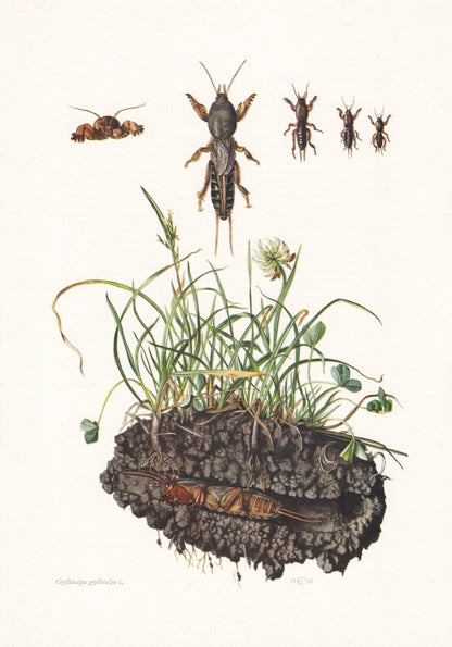 1960 MOLE CRICKET Print - Vintage Insect Print - Bugs Illustration - Insect Wall Art - Vintage Entomology Print - 7.5 x 10.6 