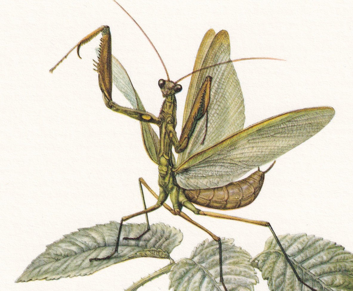 1960 EUROPEAN MANTIS Print - Vintage Insect Print - Bugs Illustration - Insect Wall Art - Vintage Entomology Print - 7.5 x 10