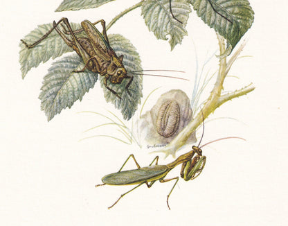 1960 EUROPEAN MANTIS Print - Vintage Insect Print - Bugs Illustration - Insect Wall Art - Vintage Entomology Print - 7.5 x 10