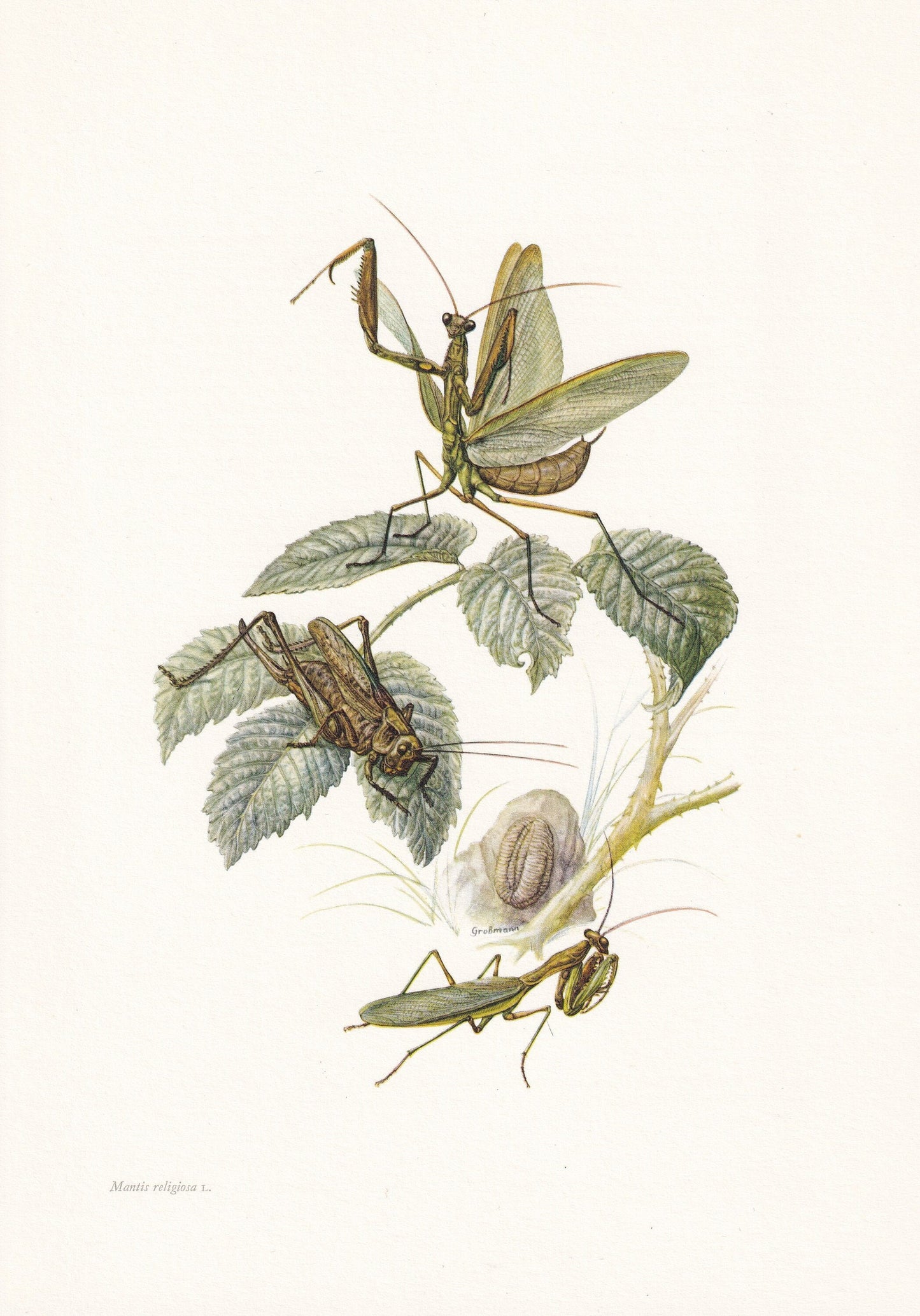 1960 EUROPEAN MANTIS Print - Vintage Insect Print - Bugs Illustration - Insect Wall Art - Vintage Entomology Print - 7.5 x 10