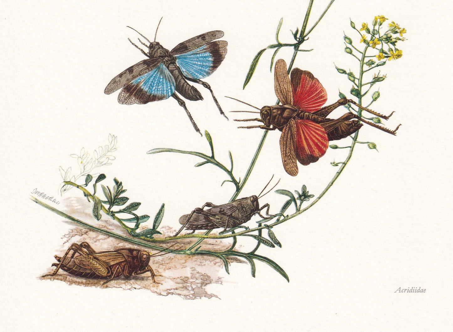 1960 GRASSHOPPER Print - Vintage Insect Print - Bugs Illustration - Insect Wall Art - Vintage Entomology Print - 7.5 x 10.6 I