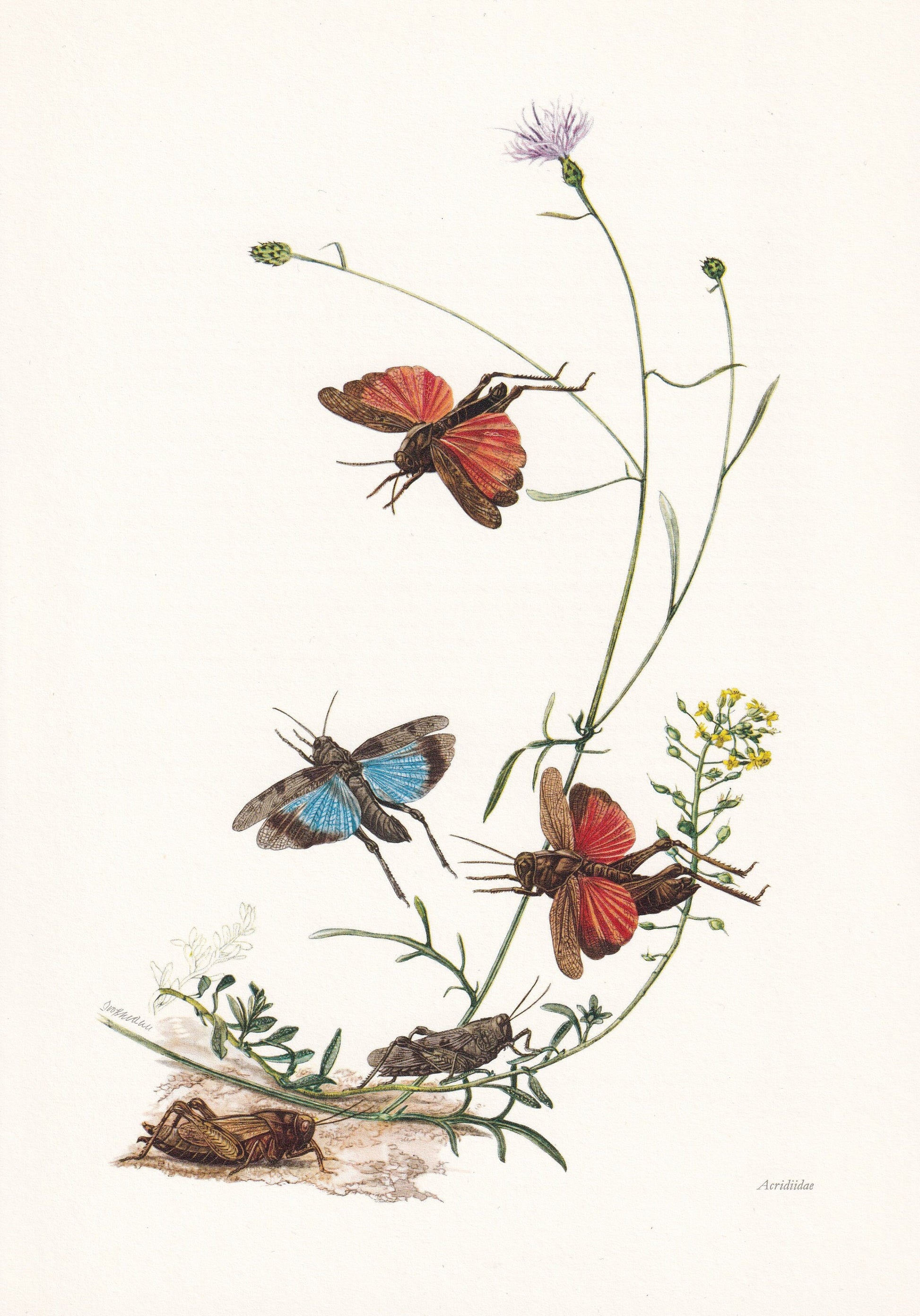 1960 GRASSHOPPER Print - Vintage Insect Print - Bugs Illustration - Insect Wall Art - Vintage Entomology Print - 7.5 x 10.6 I