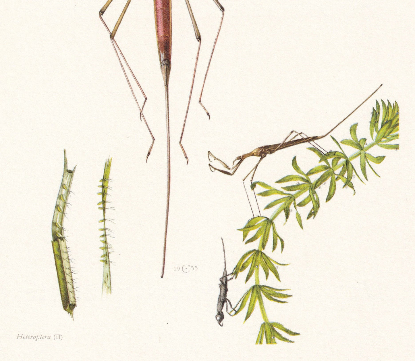 1960 WATER STICK INSECT Print - Vintage Insect Print - Wildlife Illustration - Insect Wall Art - Vintage Entomology Print - 6