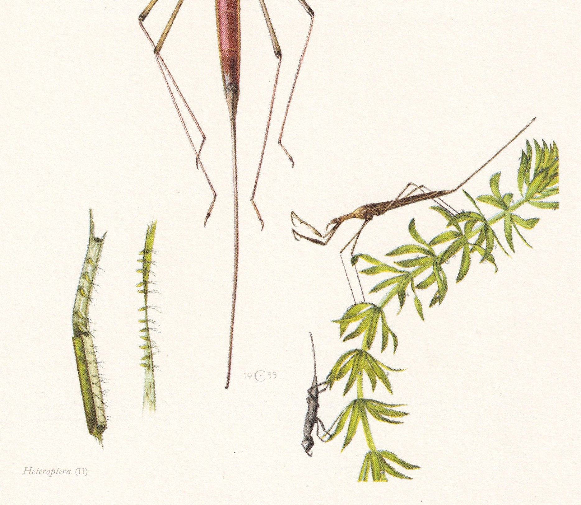 1960 WATER STICK INSECT Print - Vintage Insect Print - Wildlife Illustration - Insect Wall Art - Vintage Entomology Print - 6
