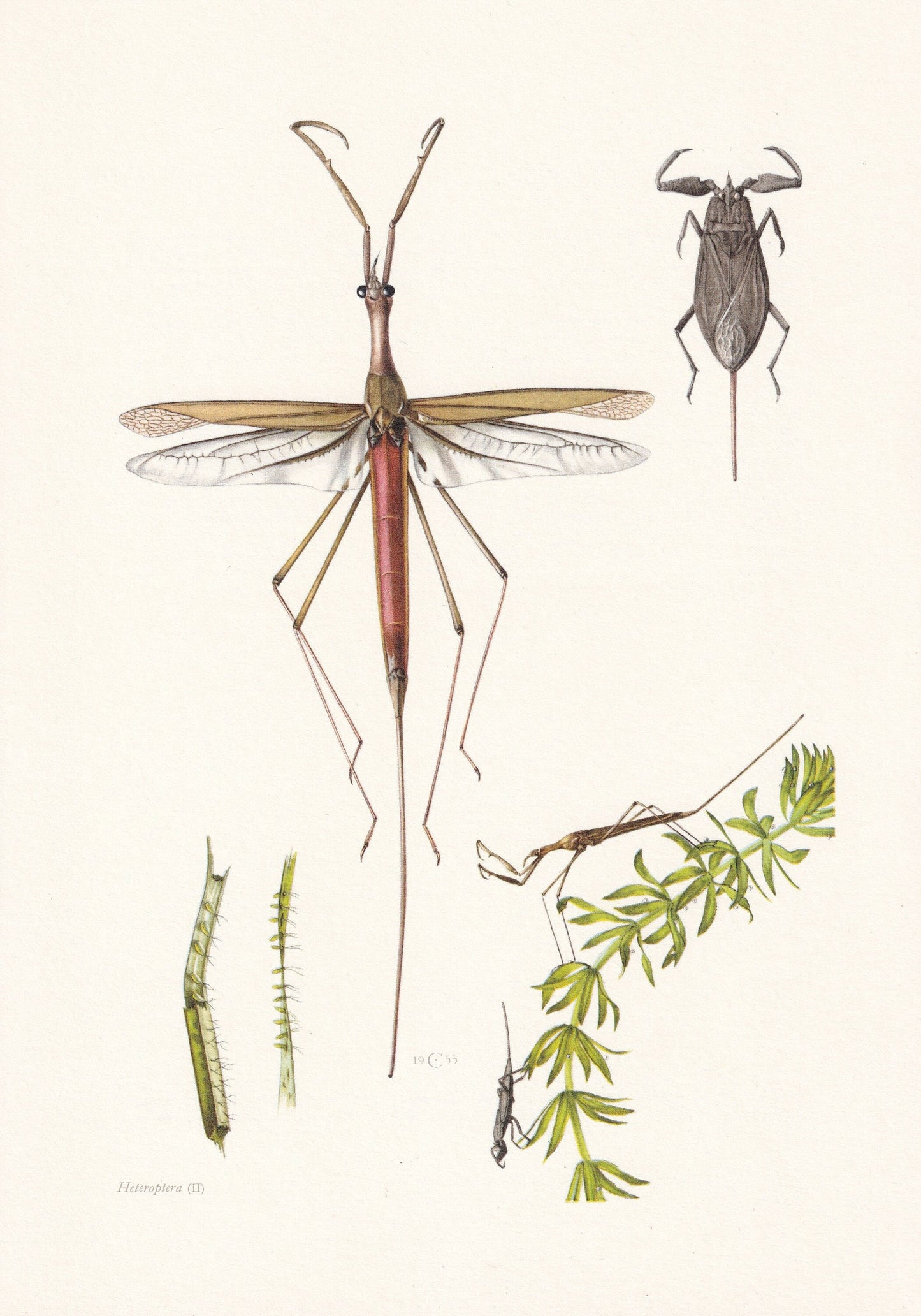 1960 WATER STICK INSECT Print - Vintage Insect Print - Wildlife Illustration - Insect Wall Art - Vintage Entomology Print - 6