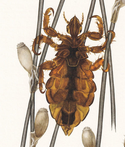 1960 HEAD LICE & Body Lice Print - Vintage Insect Print - Bugs Illustration - Insect Wall Art - Vintage Entomology Print - 63