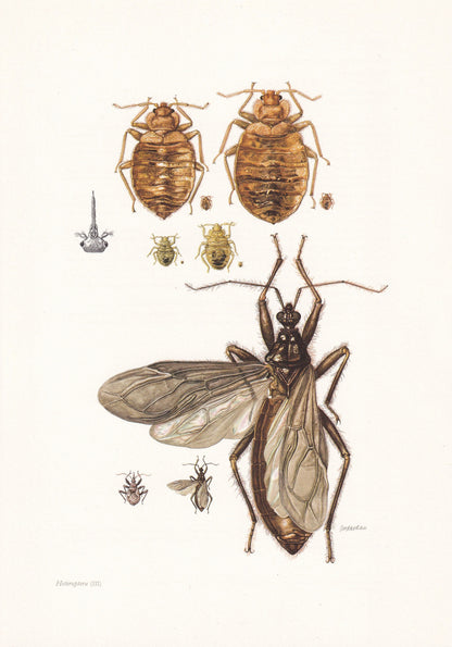 1960 ASSASSIN BUG & Bed Bug Print - Vintage Insect Print - Insect Wall Art - Vintage Entomology Print - 7.5 x 10.6 Inches
