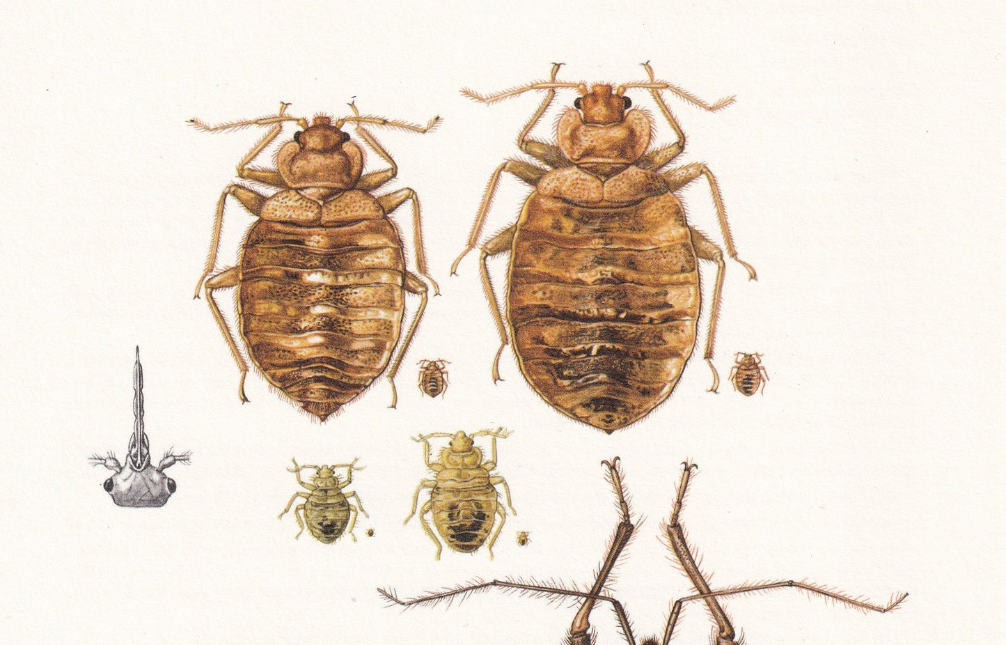 1960 ASSASSIN BUG & Bed Bug Print - Vintage Insect Print - Insect Wall Art - Vintage Entomology Print - 7.5 x 10.6 Inches