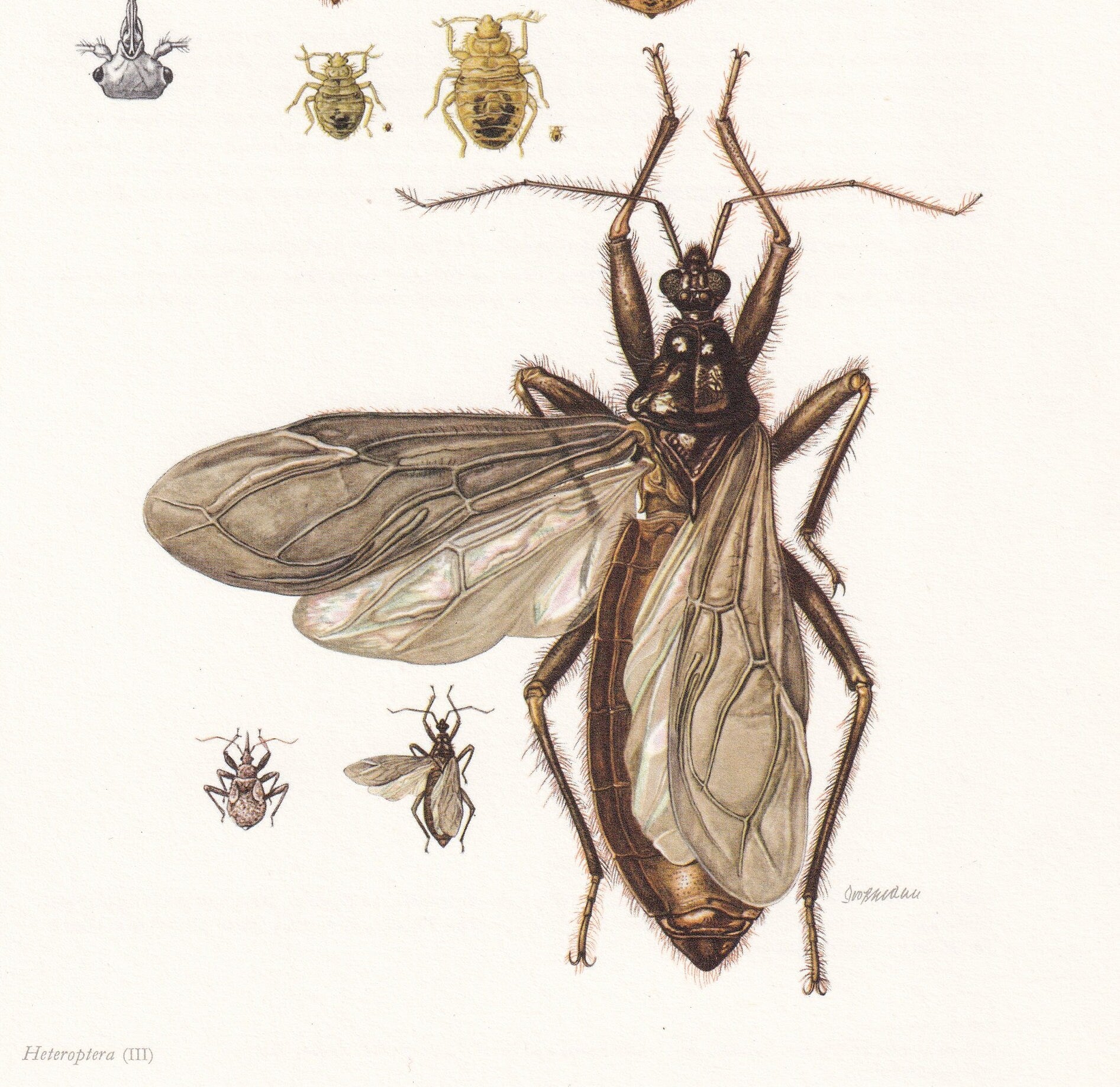 1960 ASSASSIN BUG & Bed Bug Print - Vintage Insect Print - Insect Wall Art - Vintage Entomology Print - 7.5 x 10.6 Inches