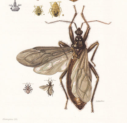 1960 ASSASSIN BUG & Bed Bug Print - Vintage Insect Print - Insect Wall Art - Vintage Entomology Print - 7.5 x 10.6 Inches