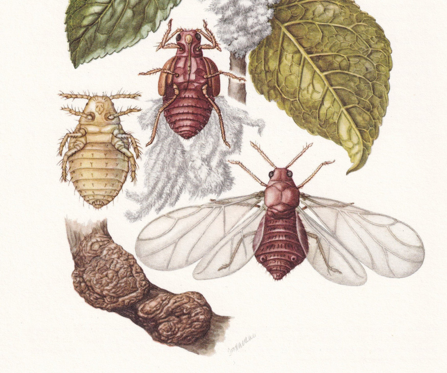 1960 WOOLY APPLE APHID Print - Vintage Insect Print - Bugs Illustration - Insect Wall Art - Vintage Entomology Print - 7.5 x 
