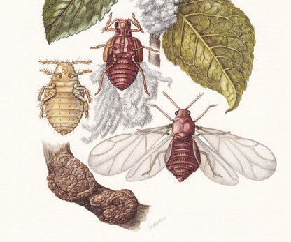 1960 WOOLY APPLE APHID Print - Vintage Insect Print - Bugs Illustration - Insect Wall Art - Vintage Entomology Print - 7.5 x 