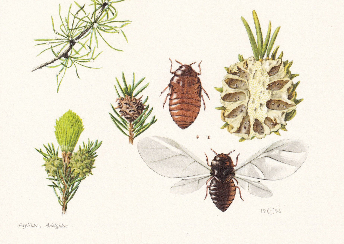 1960 ADELGIDAE & PSYLLIDS Print - Vintage Insect Print - Bugs Illustration - Insect Wall Art - Vintage Entomology Print - 7.5