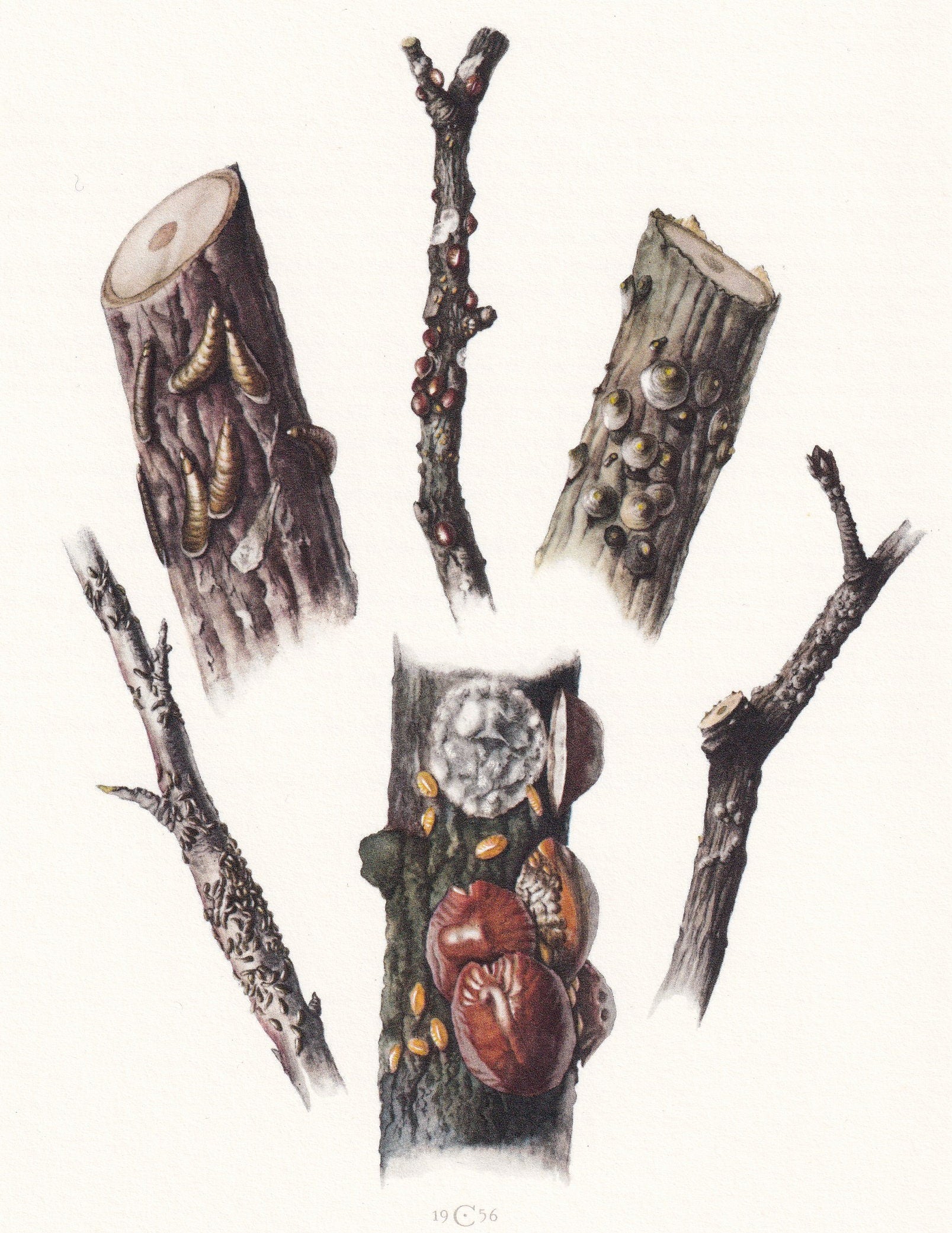 1960 SCALE INSECT Print - Vintage Insect Print - Bugs Illustration - Insect Wall Art - Vintage Entomology Print - 7.5 x 10.6 