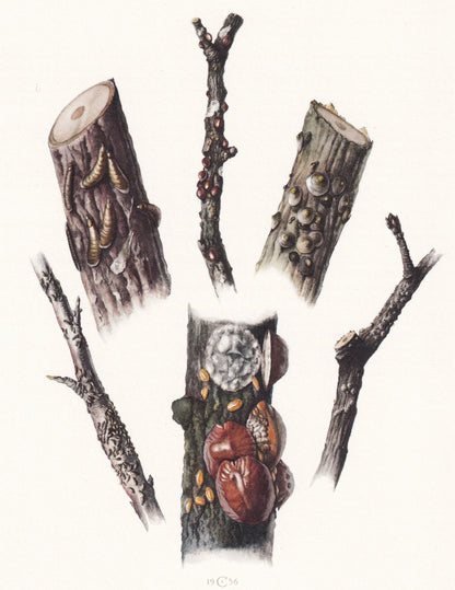 1960 SCALE INSECT Print - Vintage Insect Print - Bugs Illustration - Insect Wall Art - Vintage Entomology Print - 7.5 x 10.6 