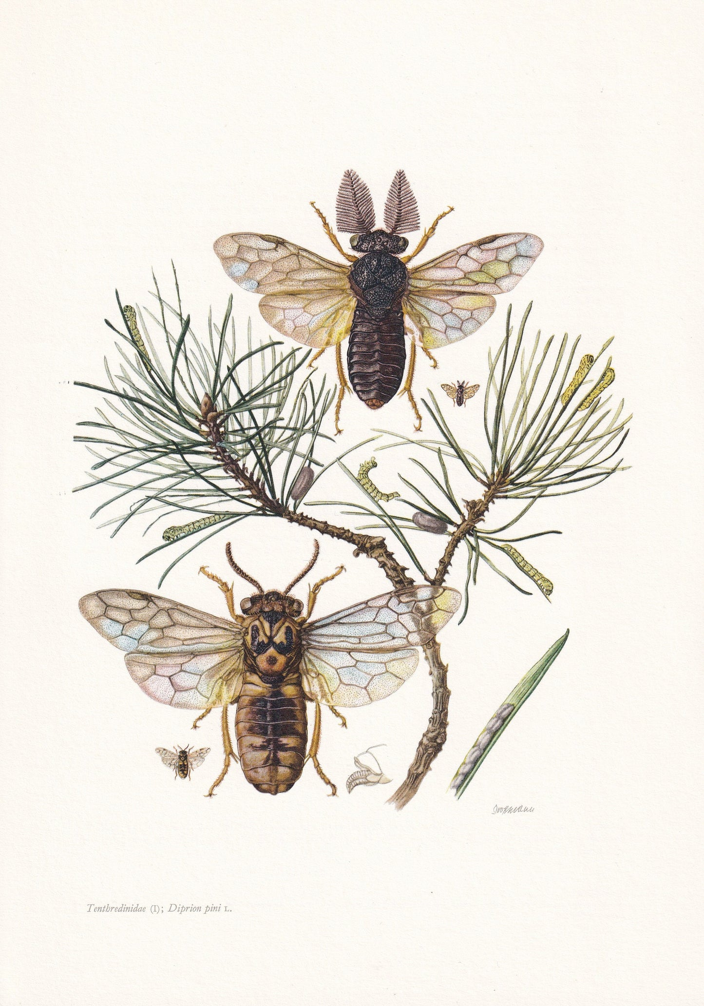 1960 COMMON PINE SAWFLY Print - Vintage Insect Print - Sawfly Illustration - Insect Wall Art - Vintage Entomology Print - 7.5